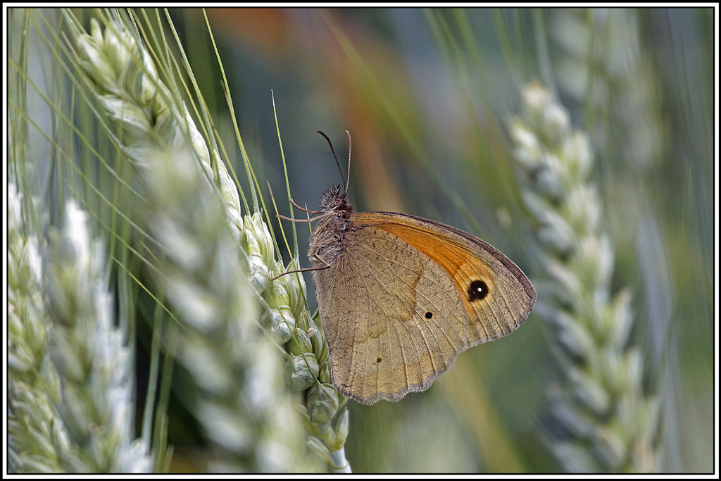 Myrtil(Maniola-jurtina)(72).jpg