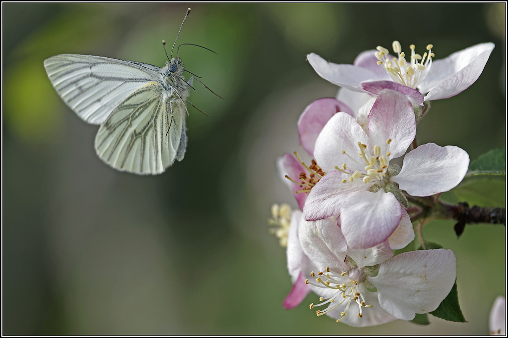 Piéride_de_la_moutarde(Leptidea-sinapis)(49).jpg