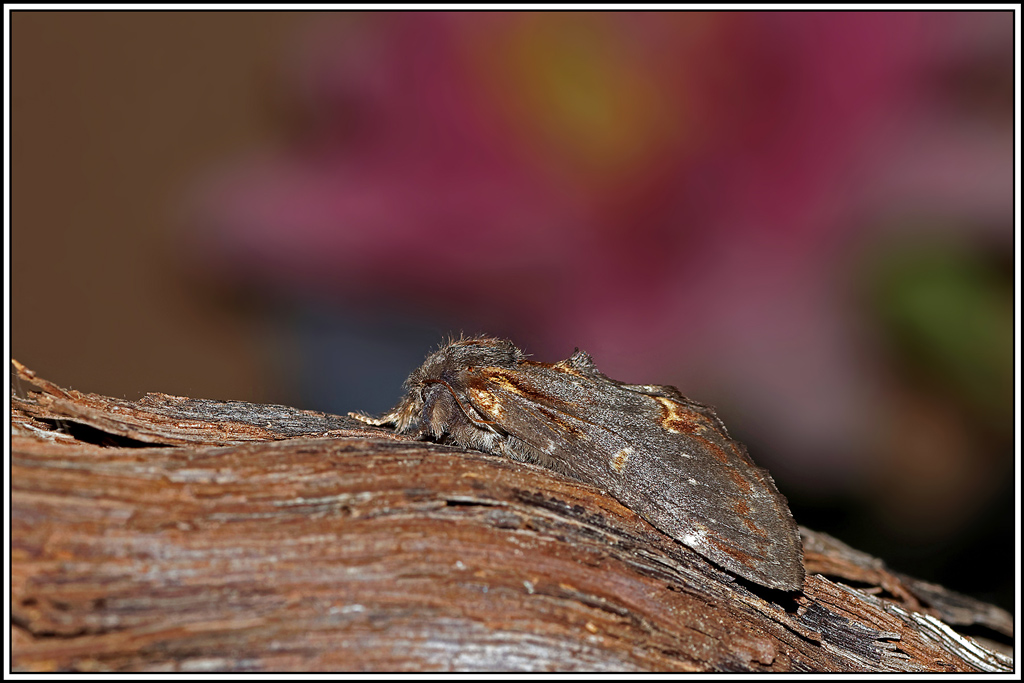 Le_chameau(Notodonta_dromedarius)(1).jpg