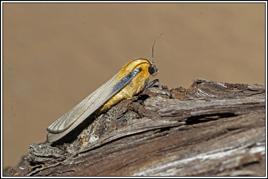Lithosie_quadrille(Lithosia_quadra_♂)(12).jpg
