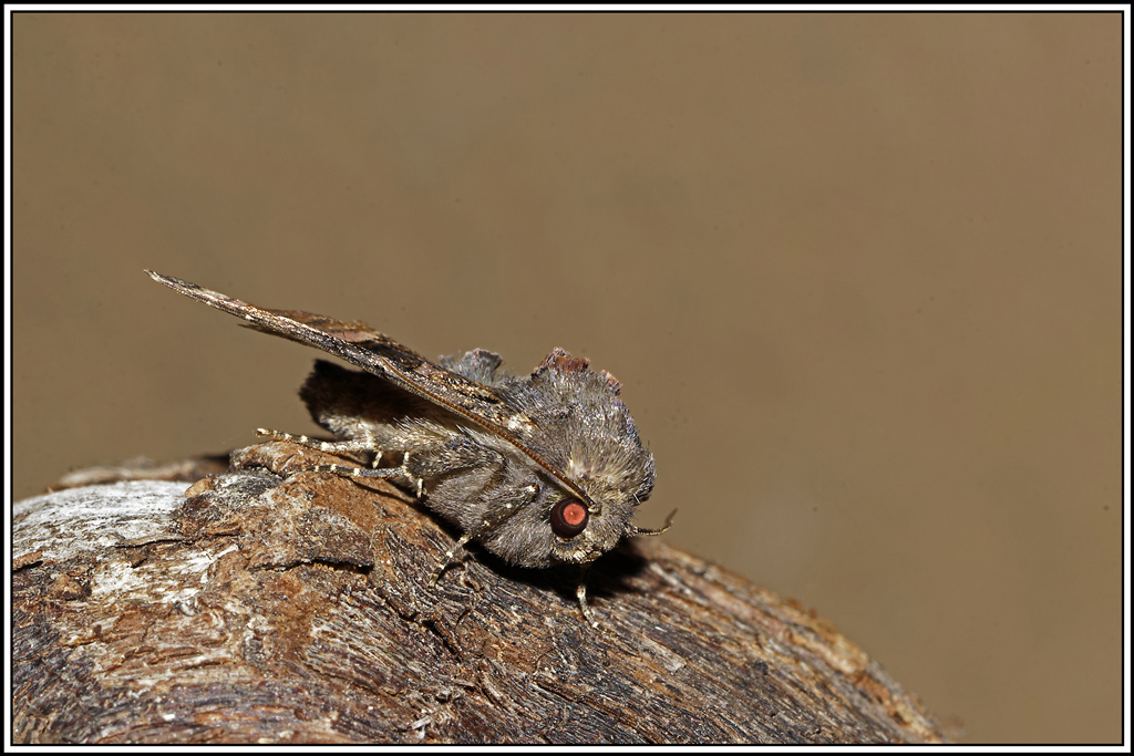 Luisante(Euplexia_lucipara)(2).jpg