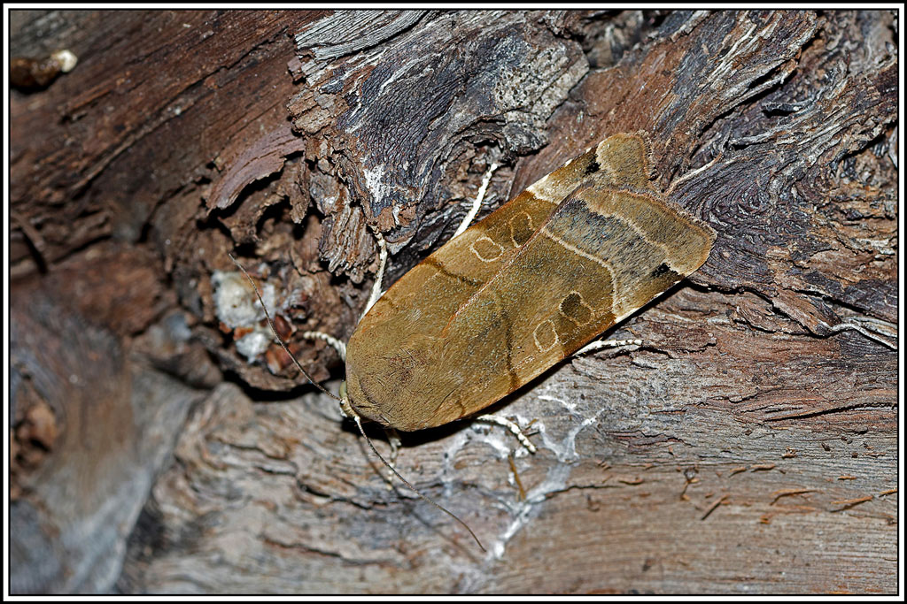 Noctuelle_frangée(Noctua_fimbriata)(1).jpg