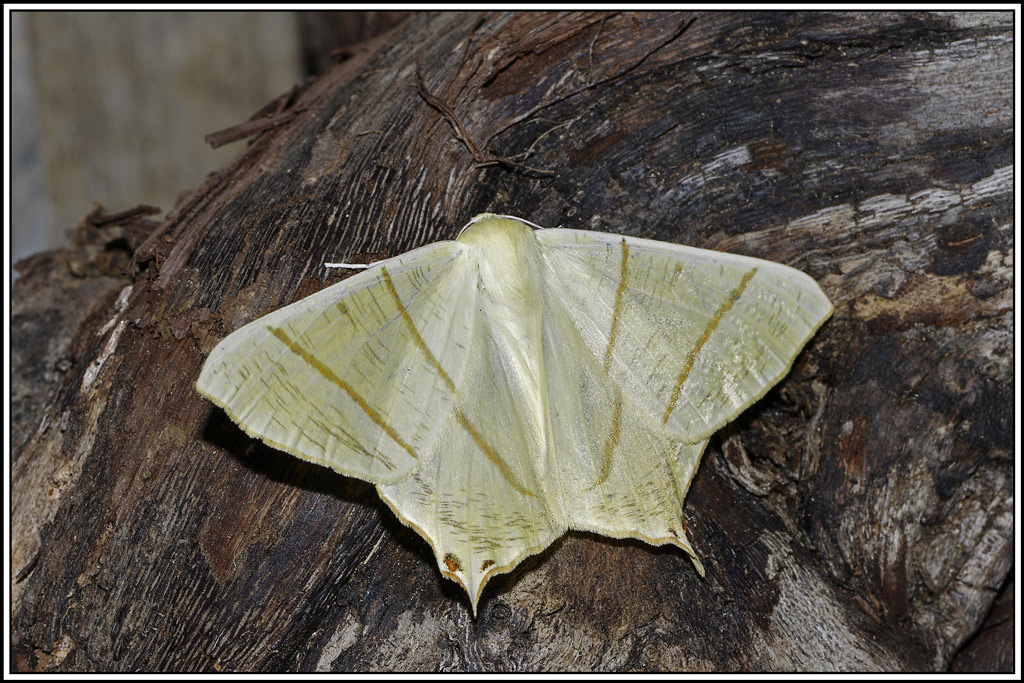 Phalene_du_sureau(Ourapteryx_sambucaria)(5).jpg