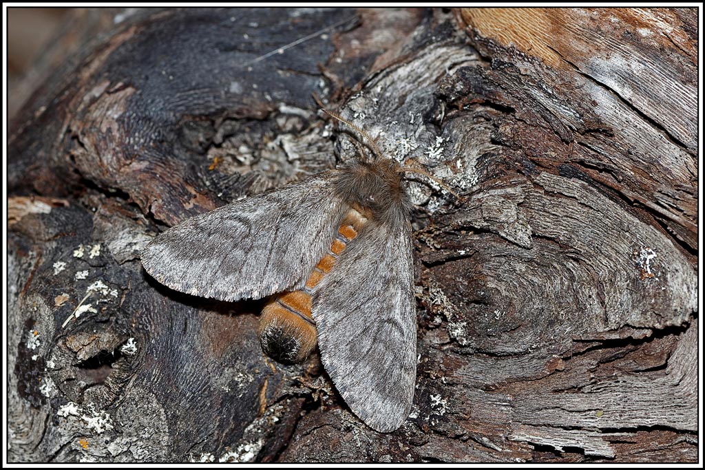 Processionnaire_du_pin(Thaumetopoea_pityocampa)(9).jpg