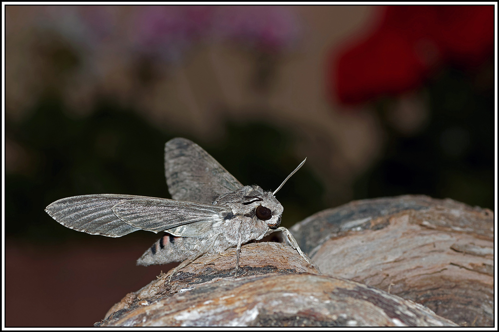 Sphinx_du_liseron(Agrius_convolvuli)(11).jpg
