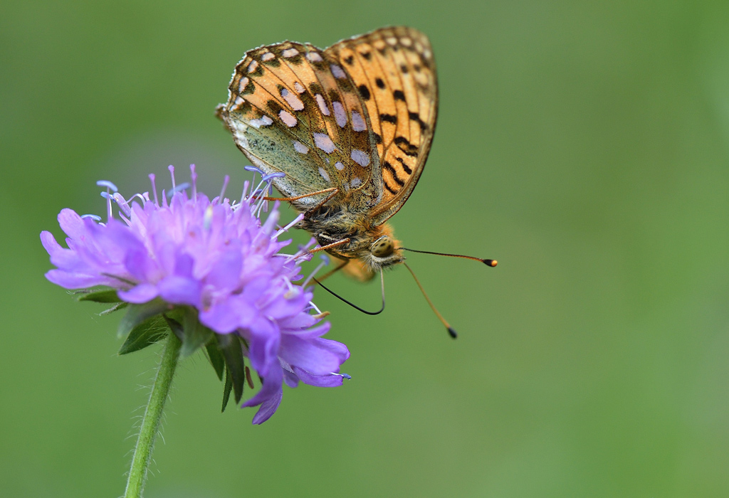 DSC_5364.jpg