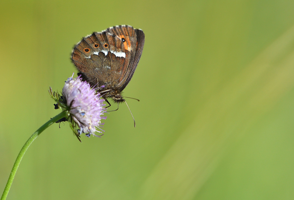 DSC_5317.jpg