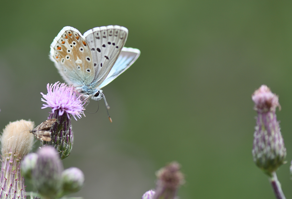 DS5_1587.jpg
