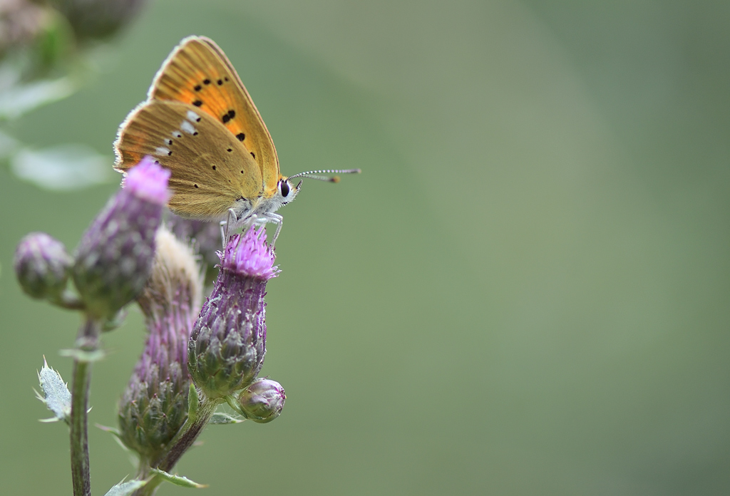 DS5_1591.jpg