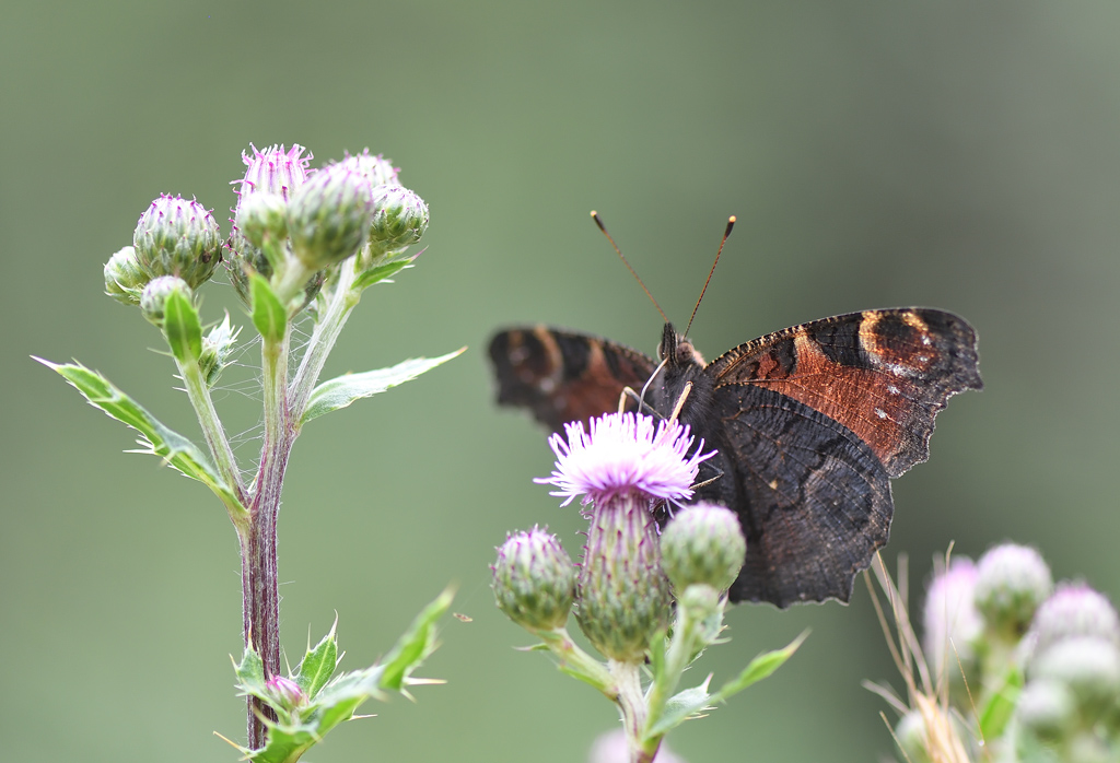 DS5_1607.jpg