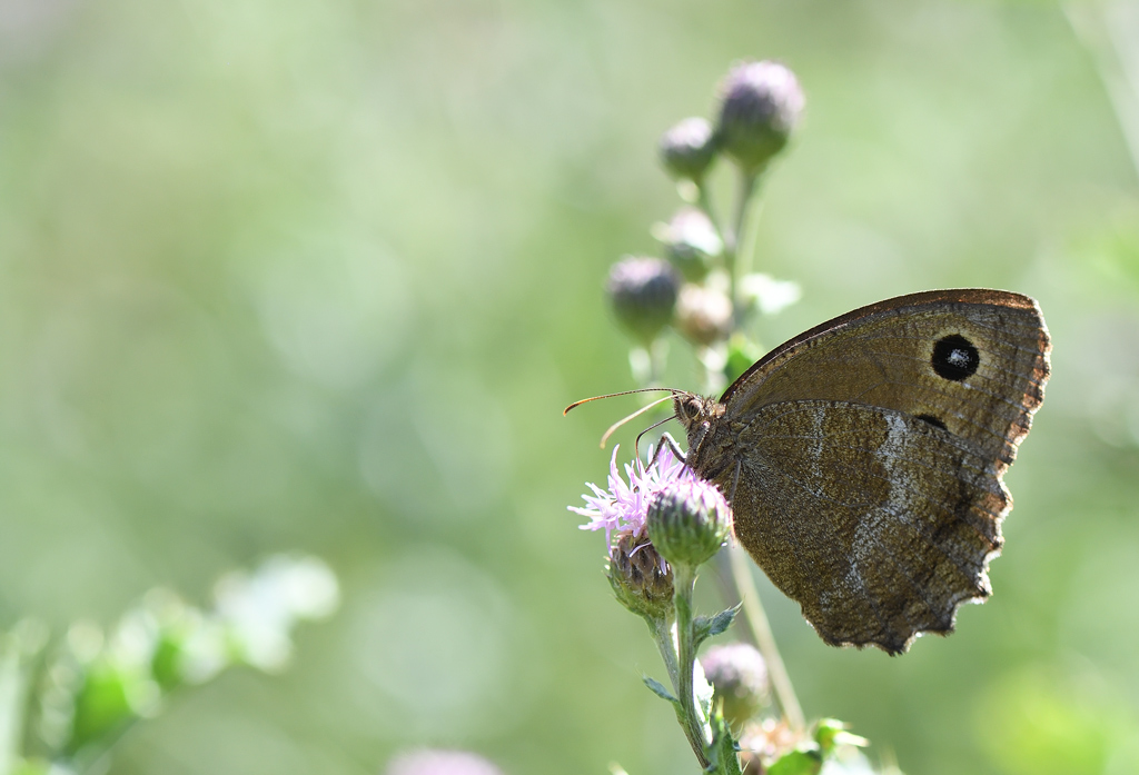 DS5_1642.jpg