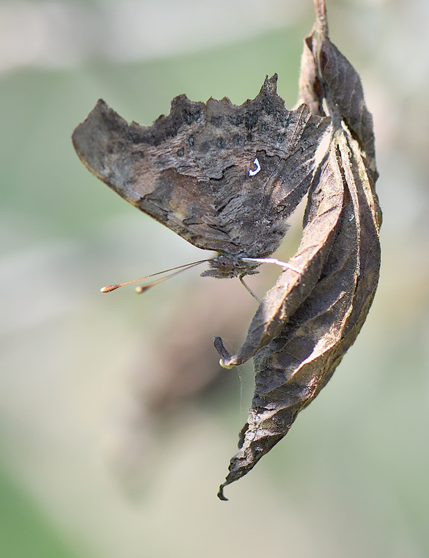 DS5_1682.jpg