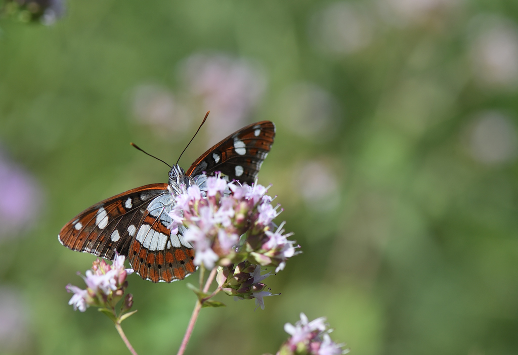 DS5_1701.jpg