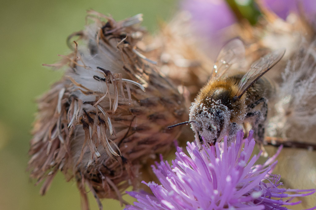 Abeille bonhomme de neige -4-.jpg
