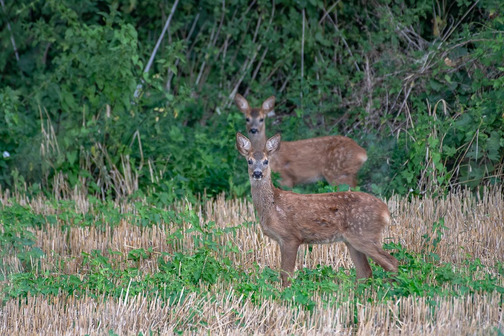 Chevreuils jumeaux -0-.jpg