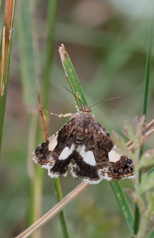 Papillon .  Noctuelle en deuil ou La funèbre.jpg