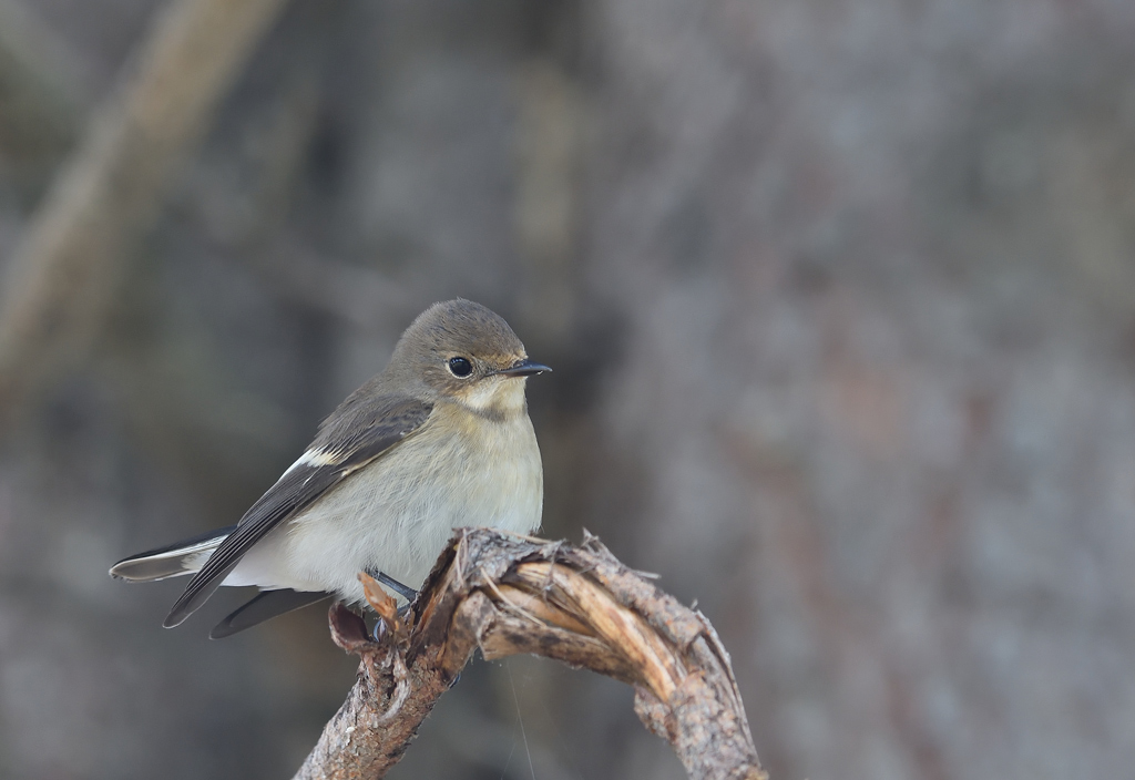 DSC_6097.jpg