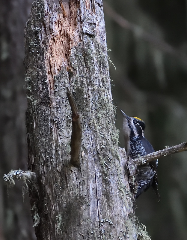 DS5_4072.jpg