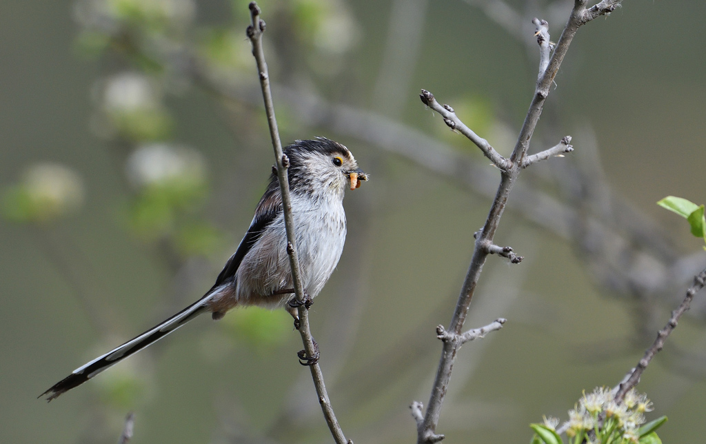 DSC_2544.jpg