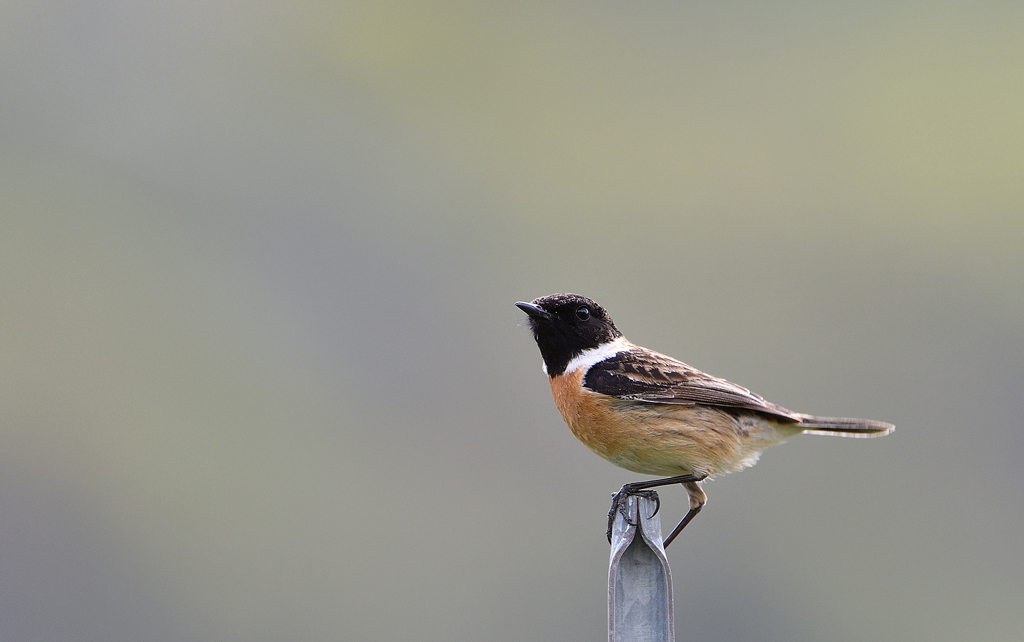 DSC_2419.jpg