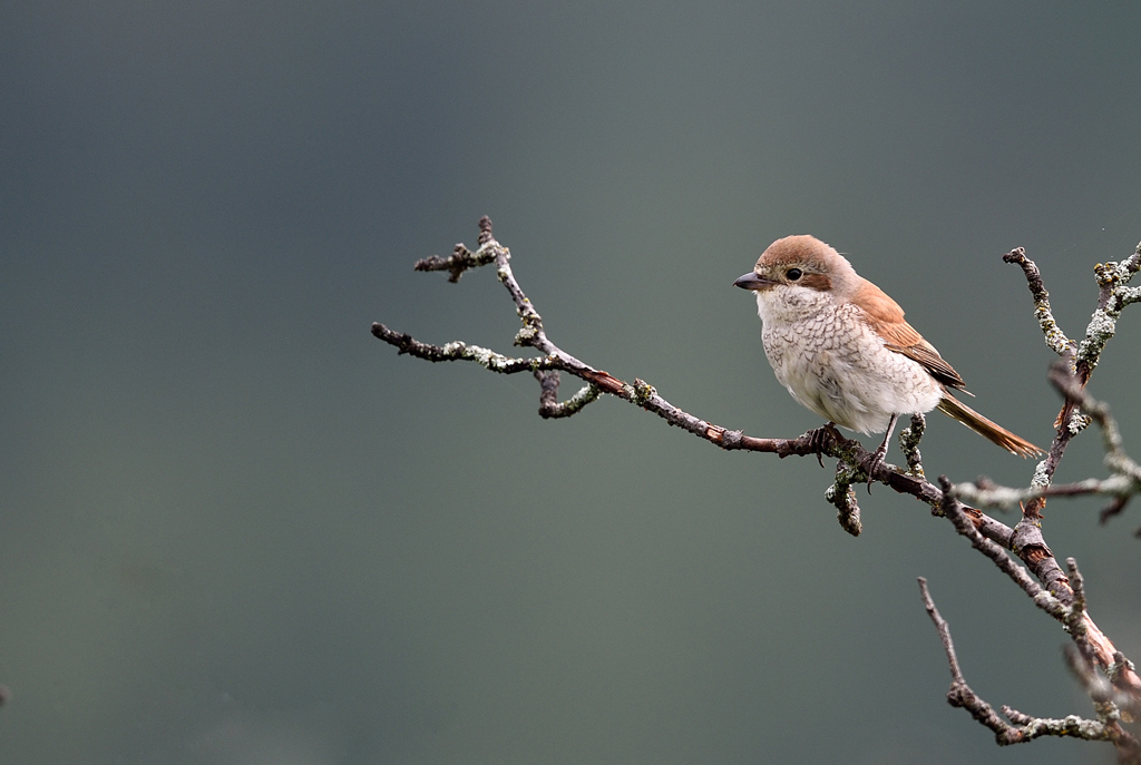DS5_0336.jpg