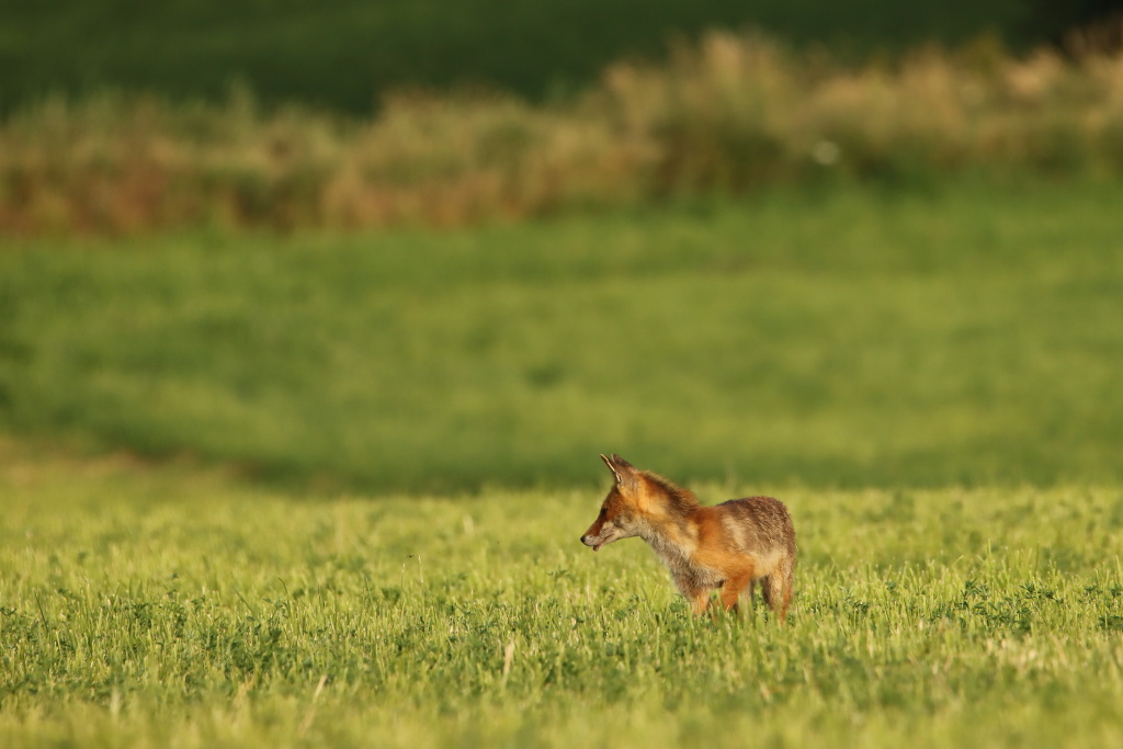 IMG_7781dup.JPG