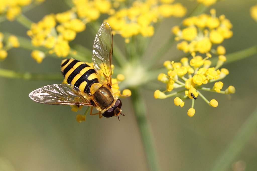 Syrphe du groseiller - Syrphus ribesii.jpg