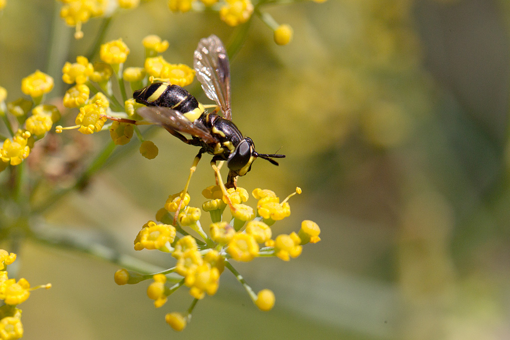 Chrysotoxum bicinctum.jpg