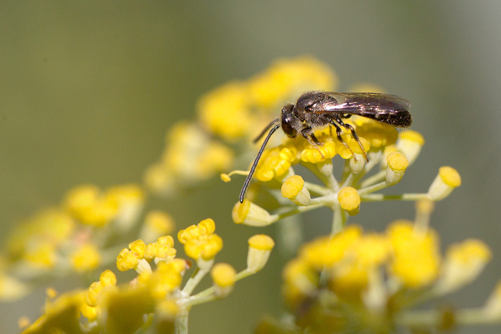 Lasioglossum sp.jpg