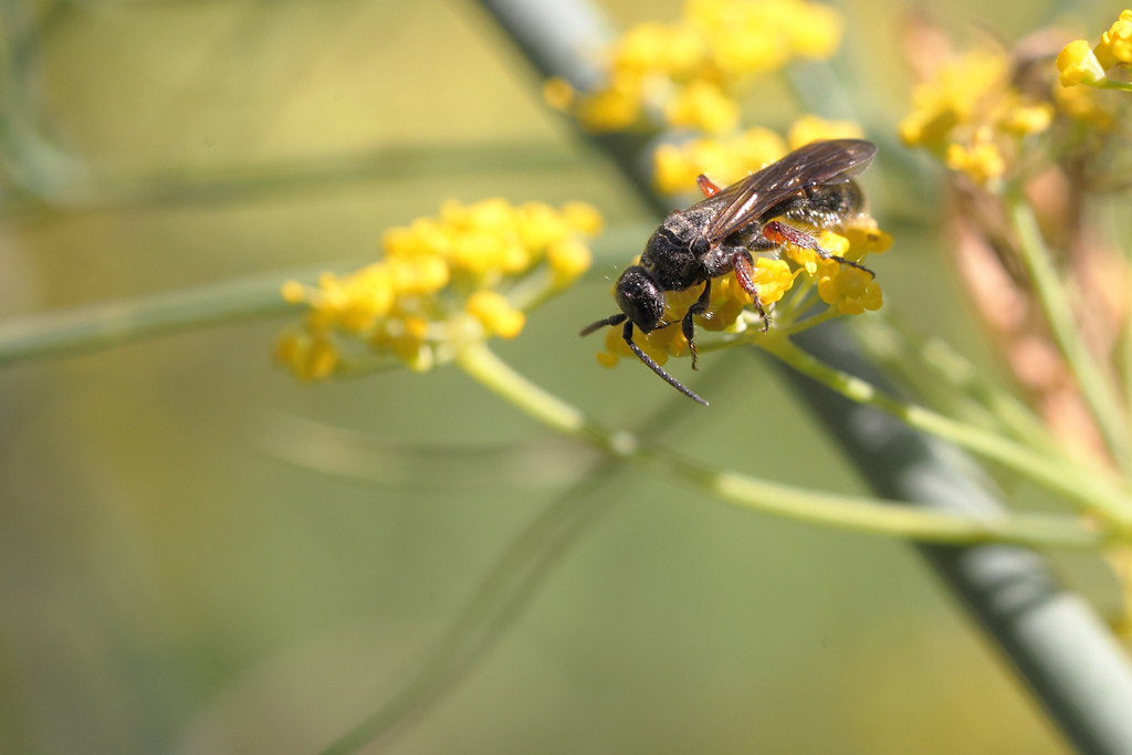 Tiphia femorata.jpg