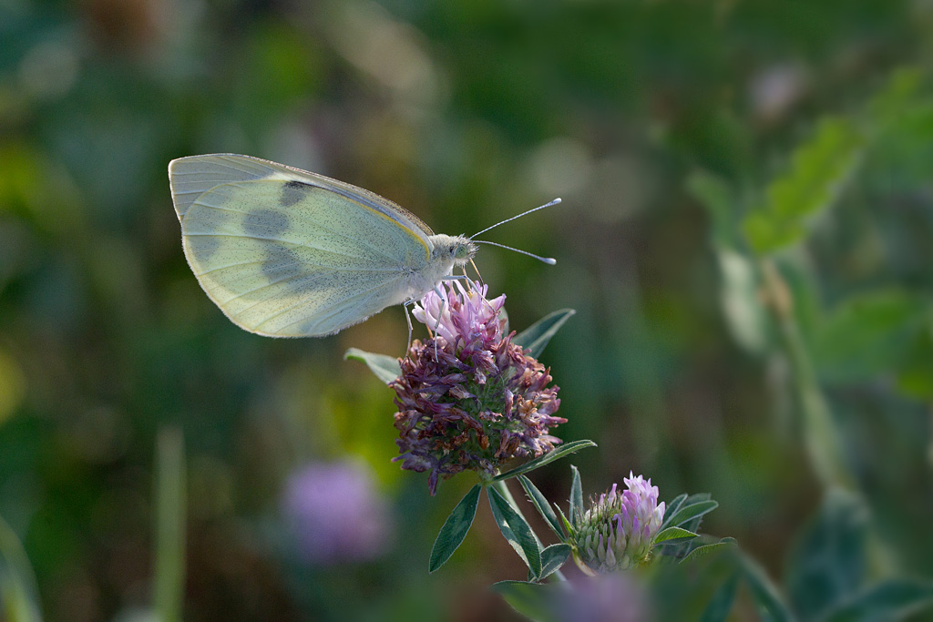 La Pièride du chou - Pieris brassicae.jpg
