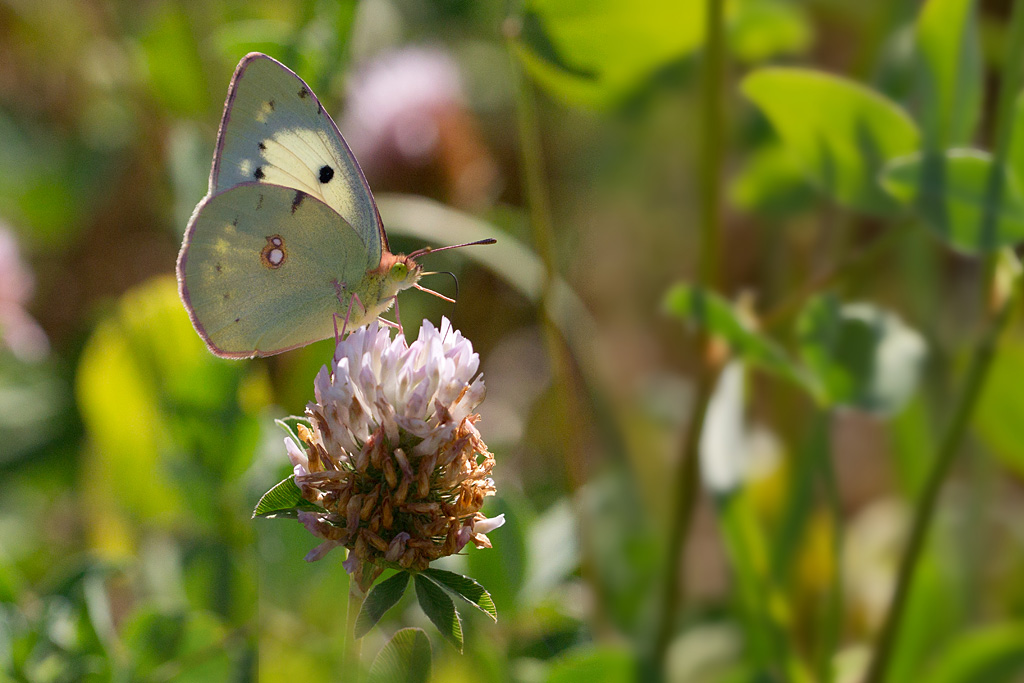 le souci femelle forme blanche - Colias crocea.jpg