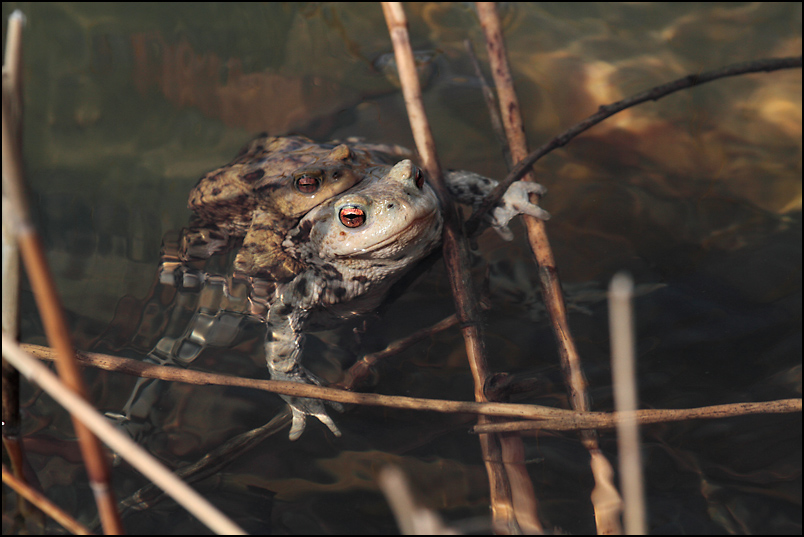 crapaud 3.jpg