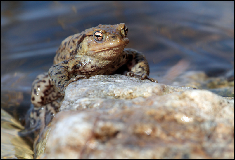 crapaud.jpg
