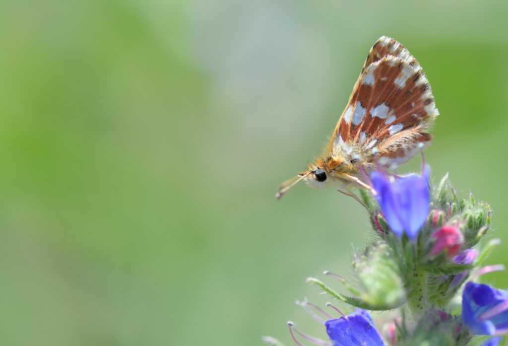 DS5_0870.jpg