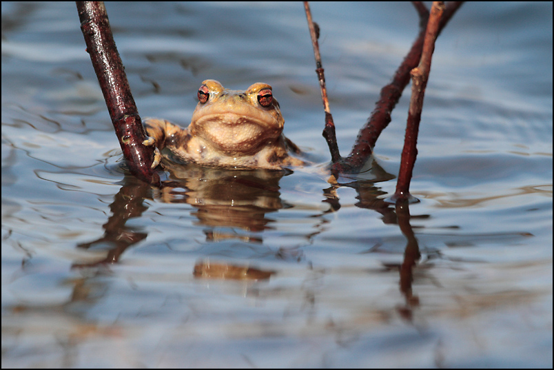 crapaud 2.jpg