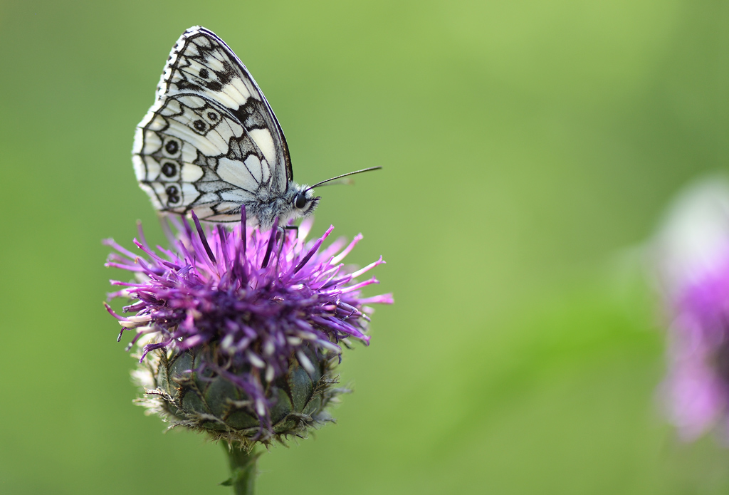 DS5_1091.jpg