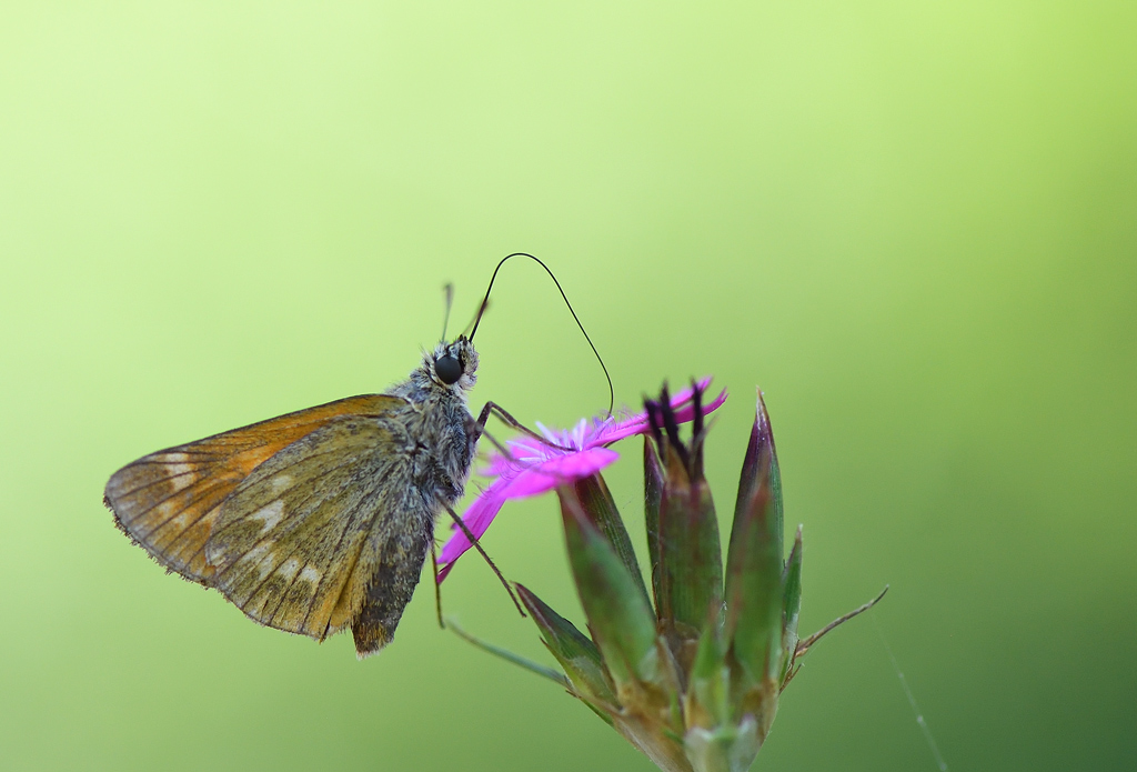 DS5_1102.jpg