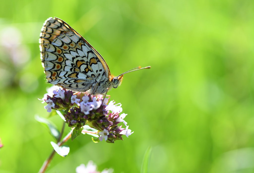 DS5_1114.jpg