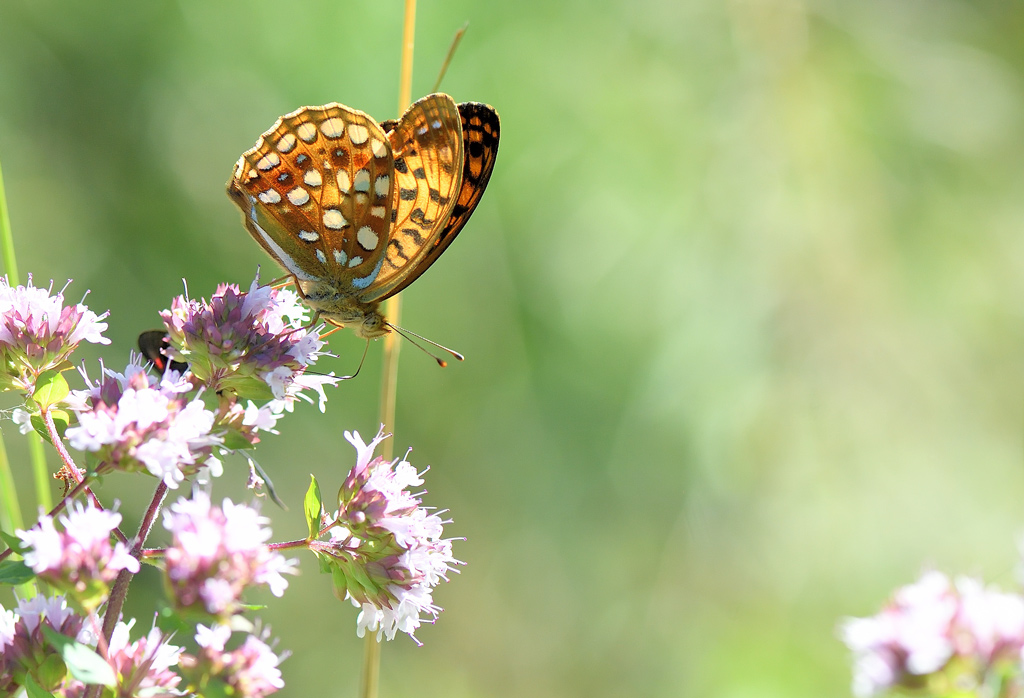 DS5_1125.jpg