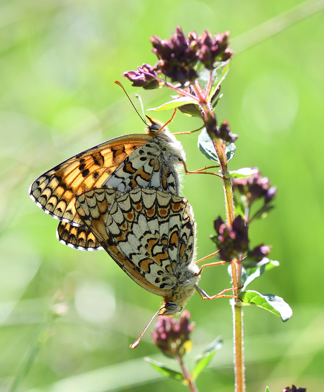 DS5_1161.jpg