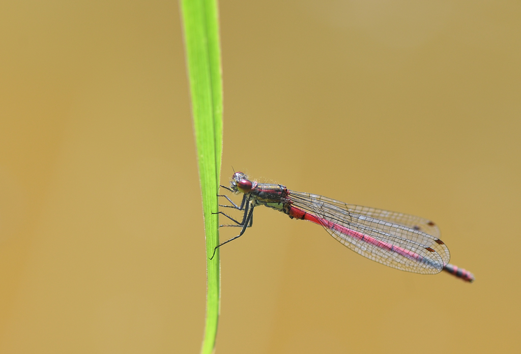 DS5_1065.jpg