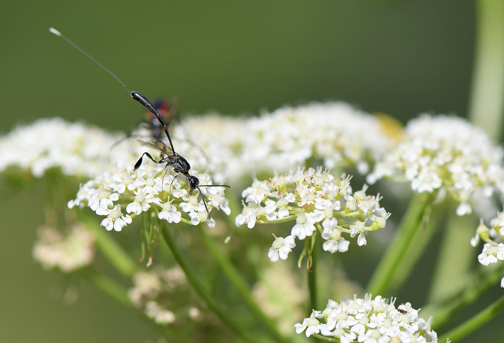 DS5_1171.jpg