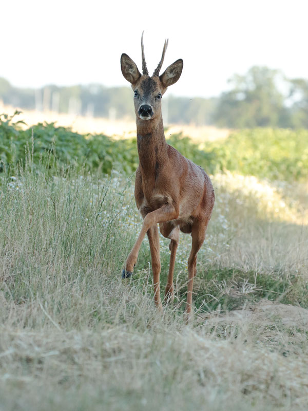 chevreuil-rut_1.jpg