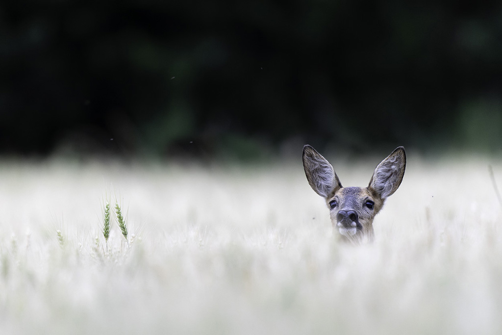 lèves chavannes_26-06-2015-21-49-16_0837-CR2_DxO_DeepPRIME.jpg