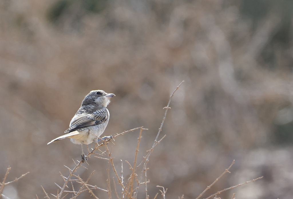DSC_5493.jpg