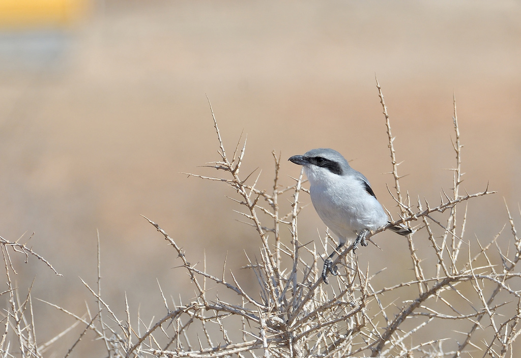 DSC_5810.jpg