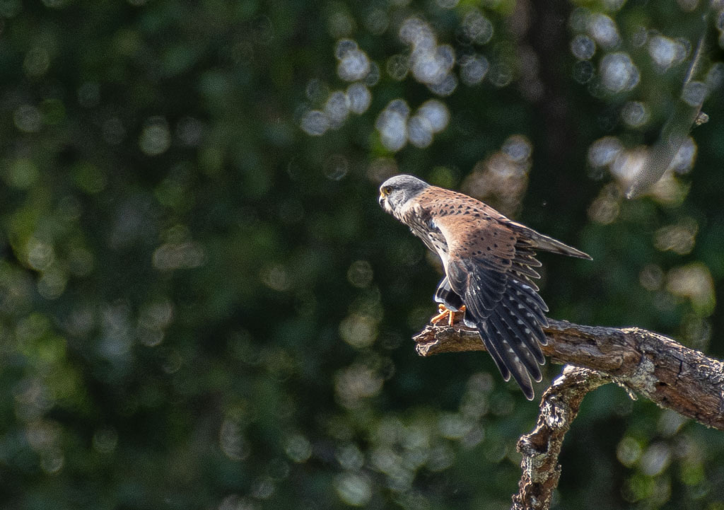 Faucon crécerelle -4-.jpg