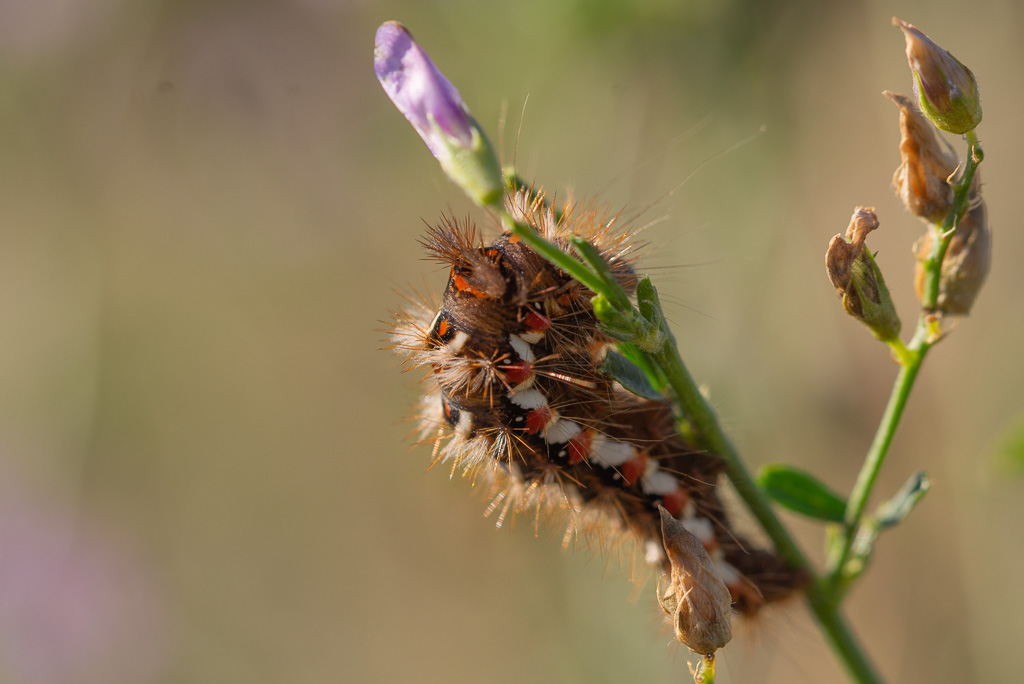 Acronicta rumicis L.La Noctuelle de la Patience.jpg