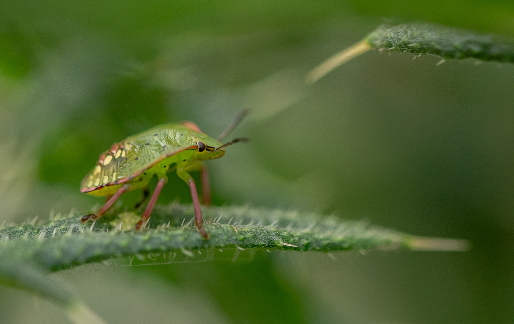 Punaise verte -2-.jpg